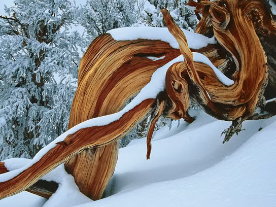  Vẻ đẹp siêu thực nhưng hoàn toàn của có thật của một cây thông ở White Mountains, bang California.