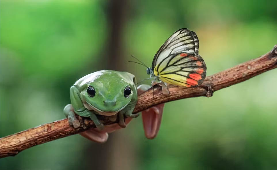 Với mái tóc bướm đen, đỏ, vàng, sặc sỡ, chú ếch xanh trở nên vô cùng nổi bật. Cộng thêm vẻ tinh nghịch vốn có, người mẫu động vật ếch xanh rất hút mắt người xem.