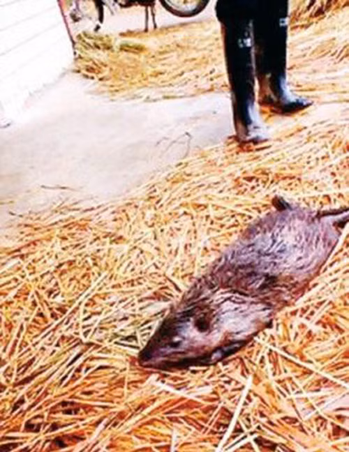 Nó đã bị người dân bắt được khi bò xuống ao và ăn trộm một con cá nặng 3kg sau đó nuốt chửng.