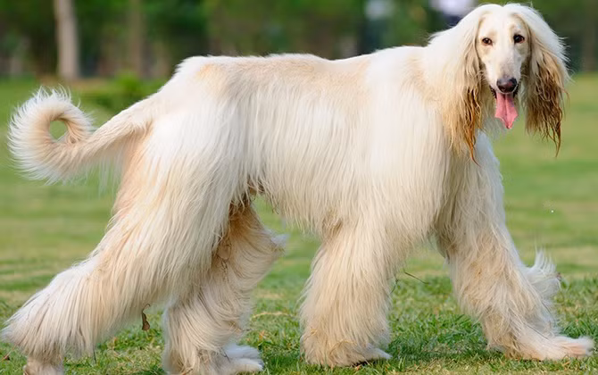 11. Chó săn Afghan. Đây là một giống chó săn có nguồn gốc từ vùng Trung Á. Sở hữu khuôn mặt hấp dẫn dễ thương và ngoại hình gây cười, chúng là một trong những giống chó đắt đỏ. Mặc dù vậy, chó săn Afghan nổi tiếng là kẻ hư hỏng khi không chịu vâng lời. Vì vậy, nếu muốn sở hữu một con chó cưng giống Afghan bạn phải cực kỳ kiên nhẫn để dạy bảo chúng.