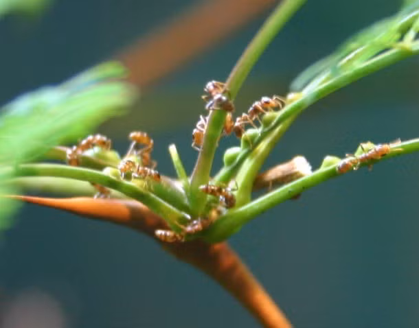 Kiến Bullhorn Acacia, là một loài kiến ​​thuộc chi Pseudomyrmex, chúng sống trên cây, cơ thể chỉ dài khoảng 3mm, màu nâu hoàn toàn. Nếu bị chúng cắn dù chỉ một nốt bạn cũng cảm thấy đau như da thịt mình đã bị đóng đinh xuyên qua hoặc bị kẹp thật chặt.