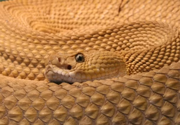 Họ rắn Viperidae là một trong những họ rắn đáng sợ nhất trên hành tinh này. Chuyên gia Van Wallach thuộc Bảo tàng Động vật học Harvard, người đã trải nghiệm cảm giác bị rắn độc họ Viperidae cắn cho biết ông cảm thấy như cánh tay bị hàn bằng những que hàn nóng cháy, đau đớn không sao tả siết.
