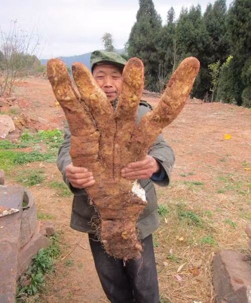 Vào tháng Ba năm nay, một người đàn ông ở tỉnh Tứ Xuyên, Trung Quốc cũng đã đào được một củ khoai khổng lồ có hình dáng như một bàn chân người.