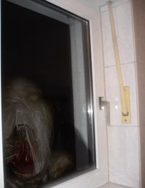 Cho dù có thể là một trò đùa quá trớn, bất cứ ai gặp phải cảnh tượng này đều là người bất hạnh.