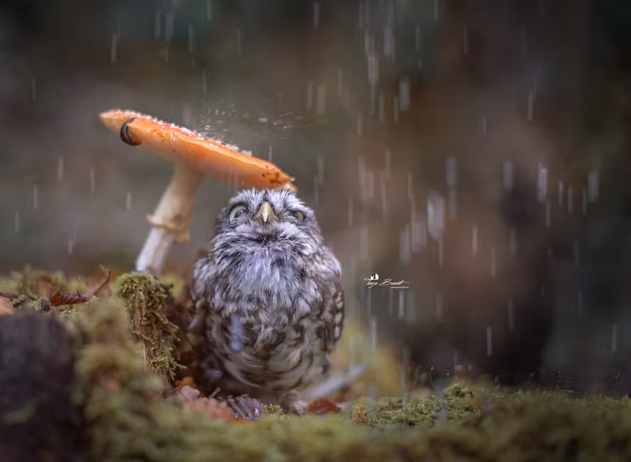 Cú con trú mưa dưới cây nấm nhỏ.