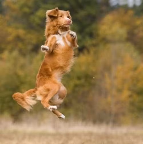 Vũ điệu trên không của chú chó vũ công khiến nhiều cô nàng hâm mộ.
