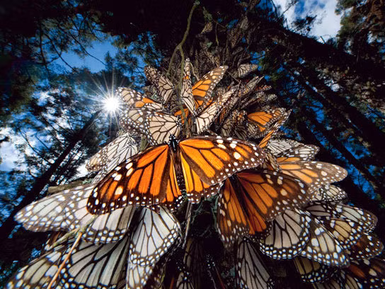 Thời gian nghỉ ngơi của những con bướm Monarch ở Mexico.