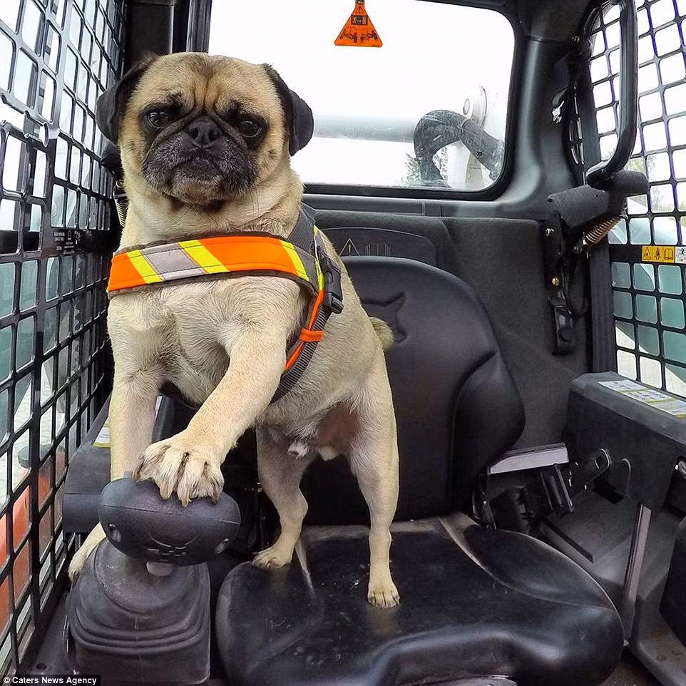 Chú chó pug đáng yêu này và chủ của mình đã có nhiều cuộc phiêu lưu với nhau.