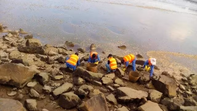 Những công nhân vệ sinh mệt mỏi vì phải tiếp xúc với xác cá chết hôi thối liên tục nhiều ngày. Theo một công nhân ước tính, có khoảng 1,5 tấn cá đã được vớt. Sau khi sự việc diễn biến nghiêm trọng hơn, bộ Nông nghiệp, Thủy sản đã vào cuộc, lấy mẫu nước xét nghiệm nhưng chưa tìm ra điều gì bất thường.