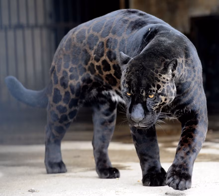 Sự kết hợp hiếp hoi giữa báo đen Jaguar và sư tử cái đã tạo ra loài động vật lai đặc biệt là Jaglion