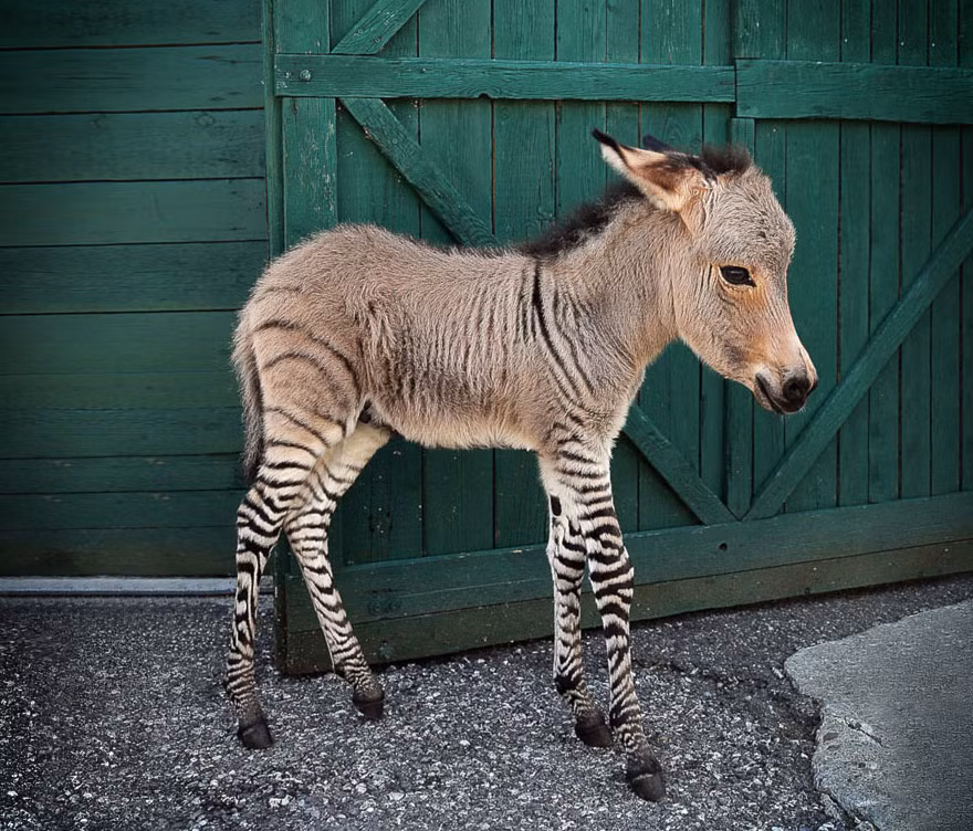 Zonkey, con lai đột biến giữa bố ngựa vằn và mẹ lừa, là một sinh vật kỳ dị nhất trên thế giới.