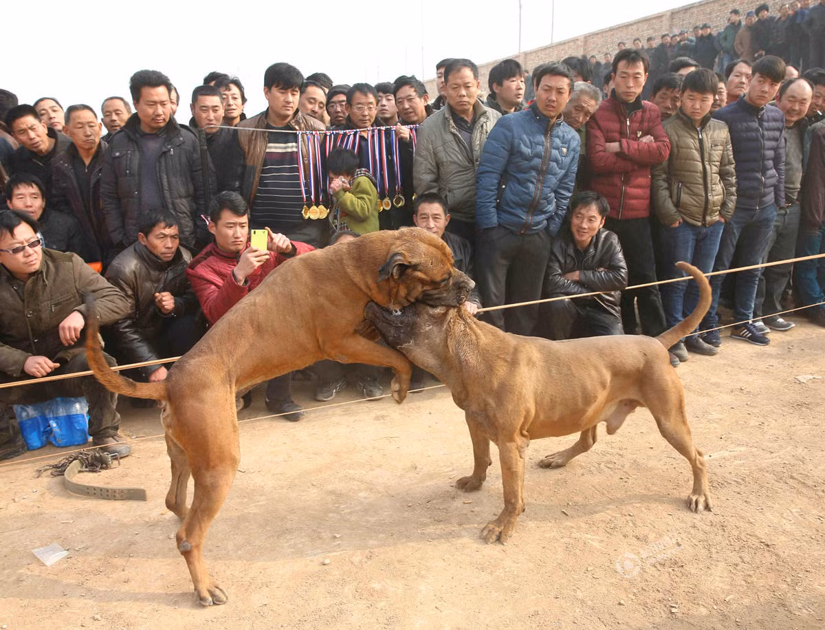 Người dân ngồi ngoài hàng rào không khỏi rùng mình với những màn cắn xé dữ dội của những con chó đã không còn biết đến điều gì ngoài chiến đấu.