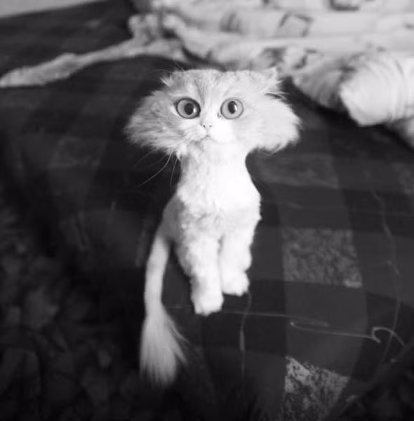 Sau khi được cắt lông, chú mèo này không khác gì hóa thân của nhân vật hoạt hình mèo ranh mãnh được trẻ em yêu thích trên toàn thế giới.