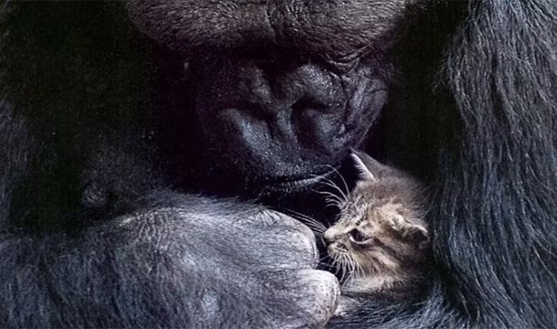 Koko là con khỉ đột đầu tiên trên thế giới có quà sinh nhật là một con mèo. Vào năm 1985, Koko đã yêu cầu phải được tặng một con mèo như một món quà sinh nhật. Sau khi được tặng một chú mèo con, Koko chăm sóc cẩn thận không khác gì con mình.