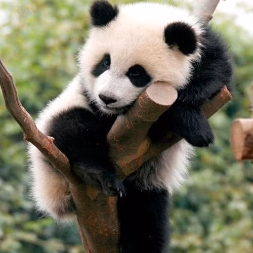 Gấu trúc nằm ì trên cây, lười đến nỗi không buồn tuột xuống đất để ngủ.