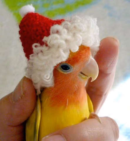 Được chủ nhân sắm mũ ông già Noel cho, vẹt ta vô cùng đắc ý đòi chụp ảnh.