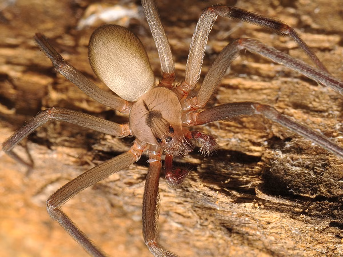 Nhện nâu (Loxosceles reclusa) là một loài nhện có nọc chứa độc tố gây hoại tử hoặc phá hủy tế bào sống, thuộc họ nhện Loxosceles. Chất độc của loài nhện nâu có thể gây phồng rộp vùng quanh vết cắn, làm chết mô, tạo thành vết thương hở không thể lành nếu không được chữa trị.