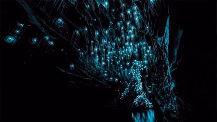  2. Hang động Waitomo Glowworm, New Zealand: Chuyến du ngoạn vào động Waitomo Glowwormgiống như trong một bộ phim khoa học viễn tưởng.Hàng nghìn con đom đóm phát sáng dưới lòng đất cứ ngỡ như ngoài Dải Ngân hà. 