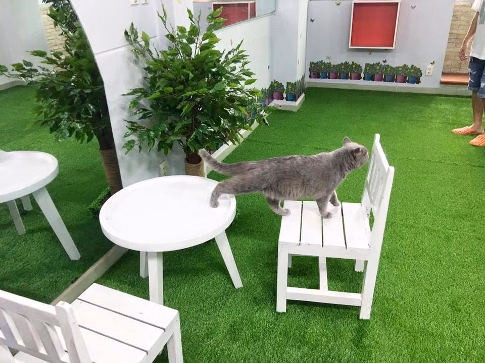 Không gian thoáng mát, xinh đẹp... Ảnh: Pet Garden - Hotel &amp; Spa.