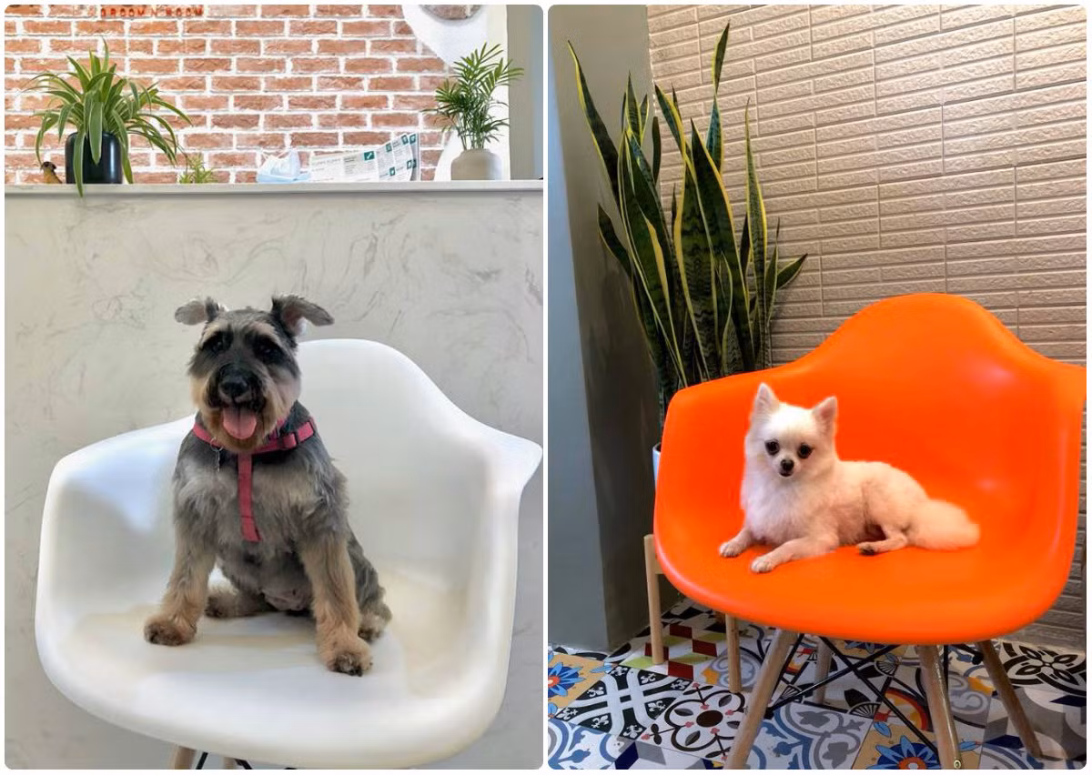 Điều này giúp giảm thiểu tối đa nguy cơ lây nhiễm dịch bệnh từ thú cưng. Ảnh: Yuppy Puppy.