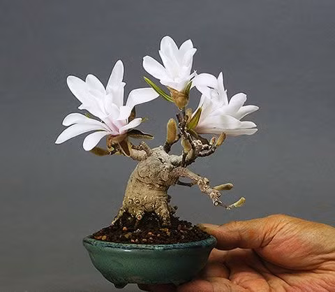 Dù với màu nào, hồng, trắng, vàng hay tím nhạt, hoa mộc lan cũng đều có những nét đẹp rất riêng. Chính vì vậy, loại cây này được giới say mê cây cảnh vô cùng ưa thích. Ảnh: cthardyplantsociety.org.