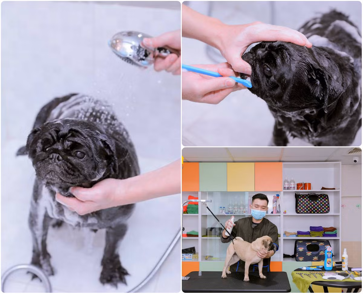 Khu vực salon được thiết kế chuyên nghiệp với hệ thống máy móc công nghệ hiện đại, tiện nghi. Ảnh: Yuppy Puppy.