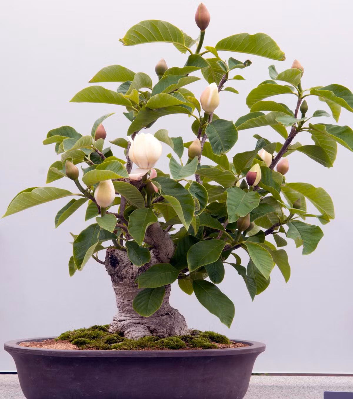 Hoa bền, giữ hương lâu kéo dài đến cả tháng. Ảnh: Bonsai Gallery.