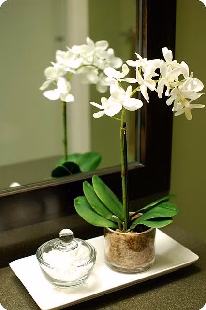 ... Và bạn có thể để chúng ở mọi nơi trong nhà, không như những loại lan bình thường vốn tốn diện tích trưng bày... Ảnh: 33shadesofgreen.blogspot.com.