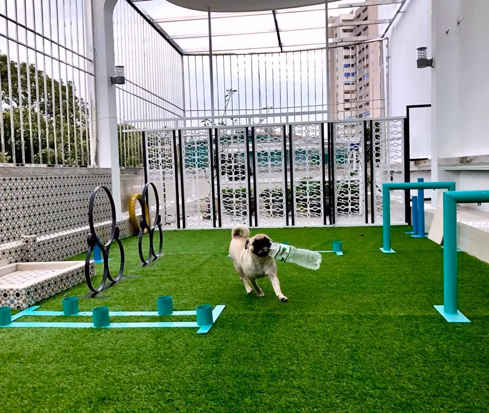 Sân chơi ngoài trời rộng rãi, thoáng mát được thiết kế độc đáo trên sân thượng toà nhà, là nơi chó mèo được vui chơi và "giao lưu" với nhau. Ảnh: Yuppy Puppy.