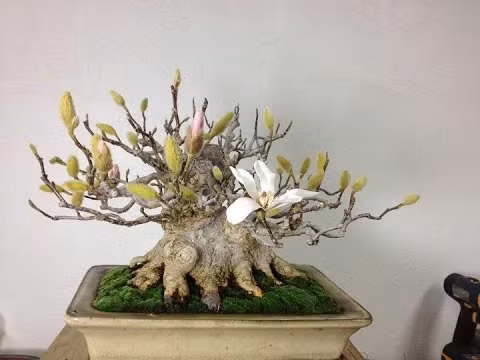 Lá mộc lan có hình bầu dục, mọc cách, màu xanh đầy sức sống, một mặt trơn nhẵn bóng, một mặt có lông tơ mịn. Ảnh: Magnolia Stellta Bonsai.