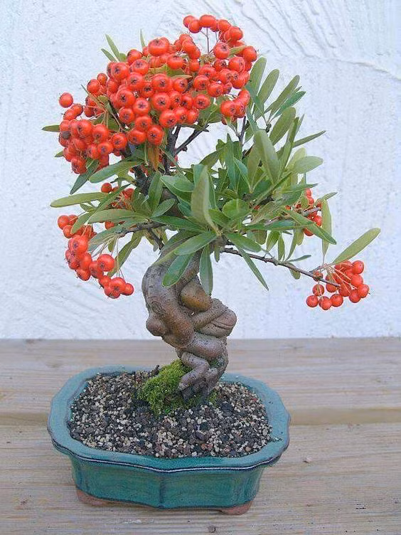 Cũng chính vì điều này nên ngoài ý nghĩa may mắn, nó còn có ý nghĩa của sự sinh sôi, nảy nở. Ảnh: esat deniz.