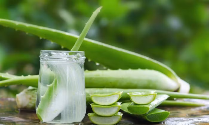 Nước ép nha đam được xem là loại đồ uống ngon - bổ - rẻ giúp kiểm soát đường huyết. Ảnh: gocnhosinhvien.