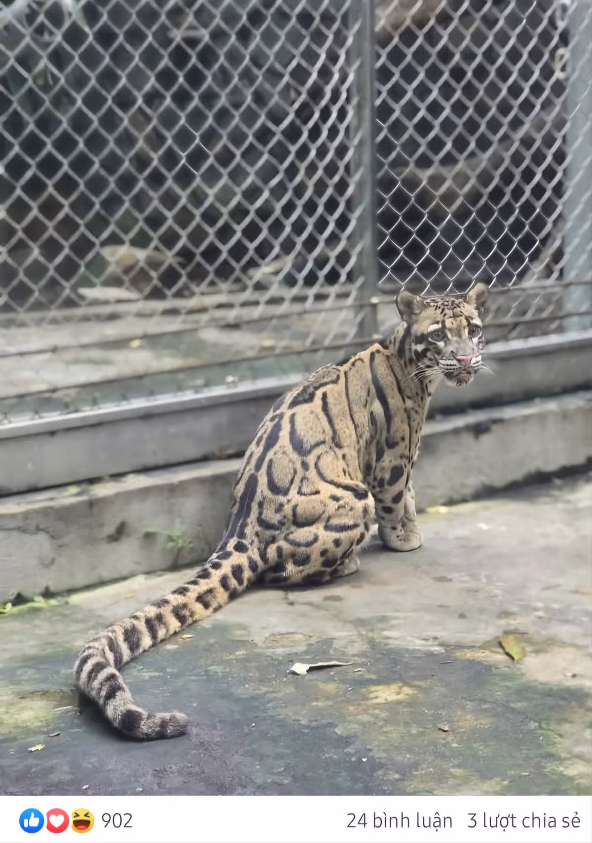 Đôi mắt ngơ ngác.