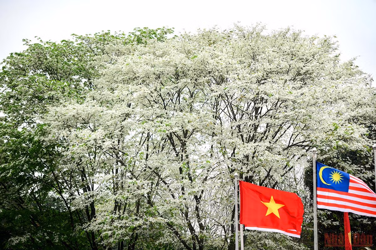 Ha Noi ruc ro mua hoa thang 3