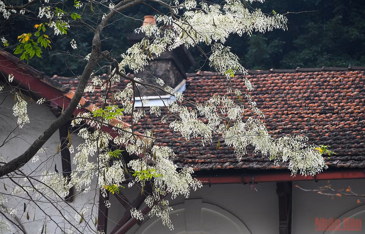 Ha Noi ruc ro mua hoa thang 3-Hinh-5