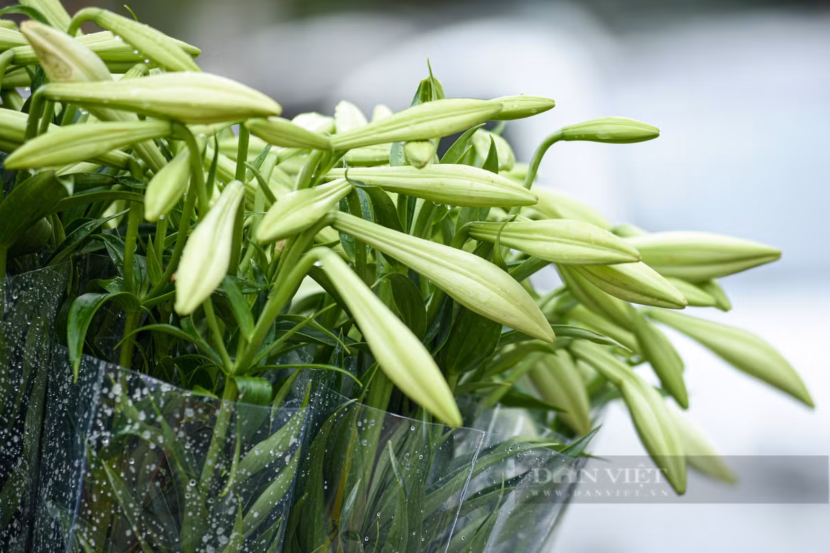 Để chơi được lâu, người mua nên chọn những bông hoa còn chúm nụ, chưa hoàn toàn nở hết. Những cành hoa được chọn cũng nên có từ 3-5 bông, không nên chọn cành hoa có từ 6-8 bông hay nhiều hơn. Vì cành hoa như vậy sẽ rất dễ bị rủ bông xuống, làm cho cây gẫy cành mất dáng.