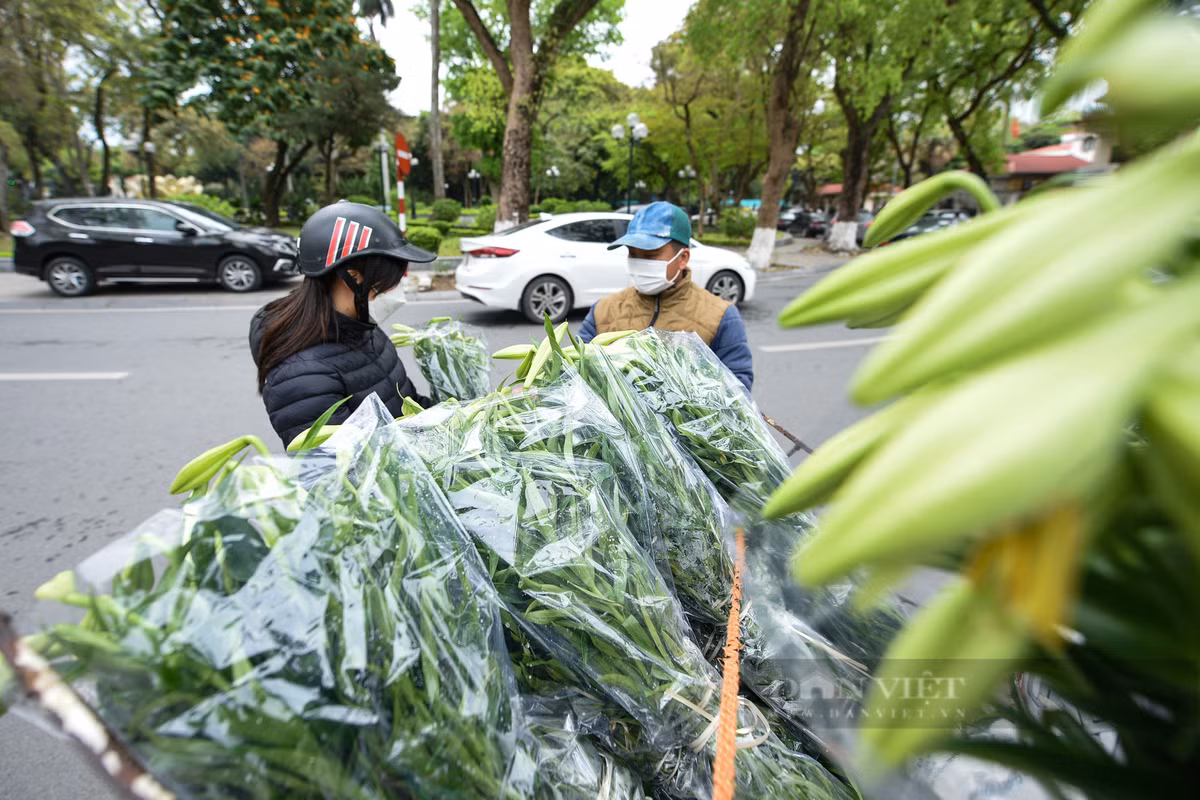 Theo các tiểu thương bán hoa tại đường Thụy Khuê (Tây Hồ) cho biết, hoa loa kèn thường có giá đầu mùa khá cao, sau đó mới giảm dần khi vào chính vụ và cuối vụ. Tuy nhiên, ngay từ đầu vụ năm nay, giá hoa loa kèn đã ở mức phải chăng và rẻ hơn so với nhiều năm trước. Hiện tại hoa có giá 40.000 một bó gồm 10 bông.