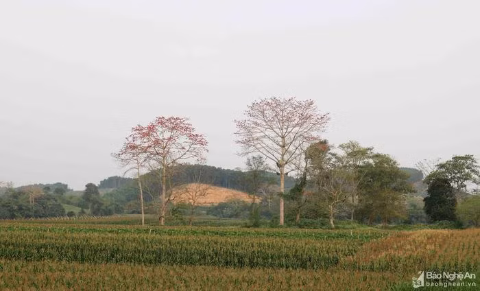 Hoa gạo hay còn gọi là hoa Mộc Miên, hoa Pơ Lang... thường nở rộ vào dịp cuối Xuân đầu Hè. Những ngày này, dọc theo đôi bờ sông Lam, hoa gạo đã bắt đầu nở đỏ rực trang điểm cho bãi sông quê những gam màu tươi mới. Trong ảnh: Hoa gạo trên bãi sông ở huyện Anh Sơn. Ảnh: Huy Thư