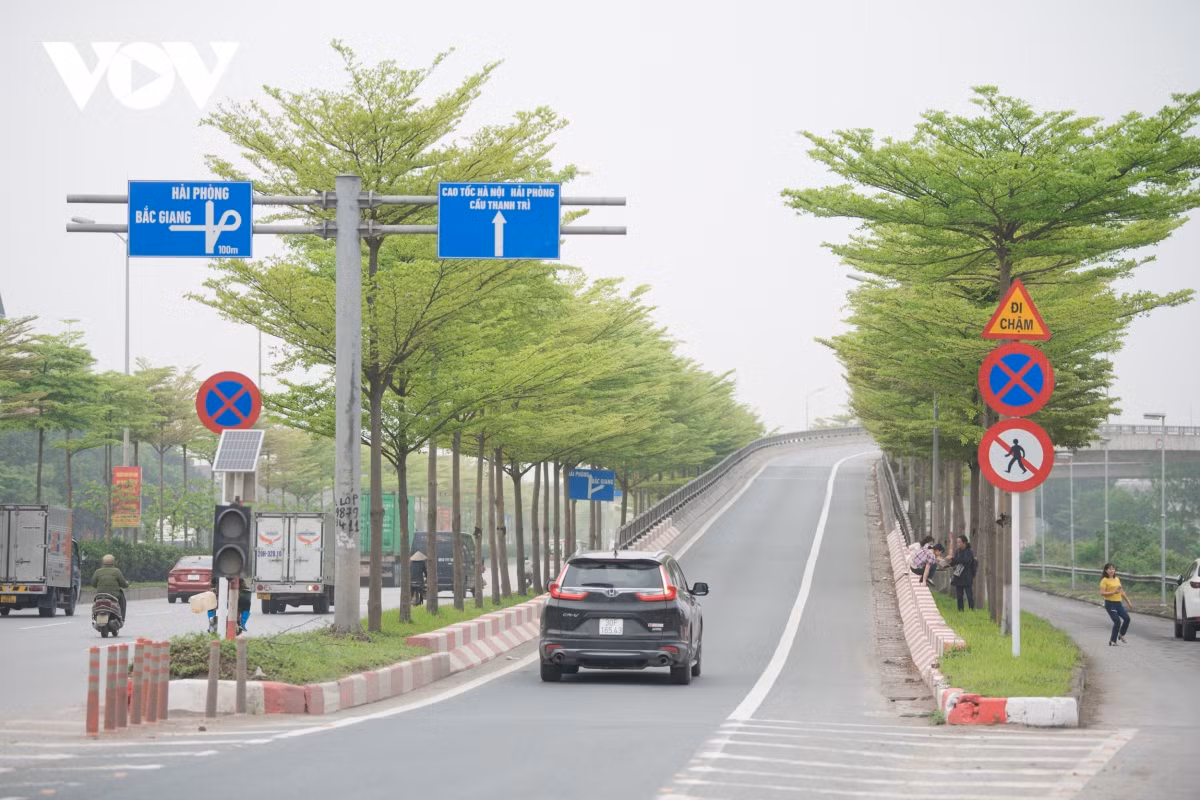 Những ngày gần đây, hình ảnh hàng cây bàng Đài Loan (hay được gọi là cây bàng lá nhỏ) xanh mướt tại nút giao Cầu Thanh Trì và Quốc lộ 5, Hà Nội đang được chia sẻ rộng rãi trên mạng xã hội.