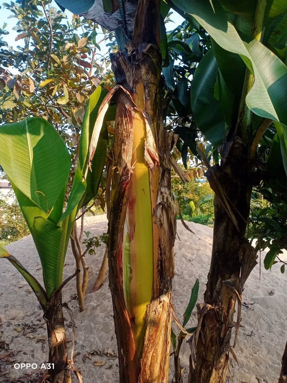 Lạ lùng cây chuối nứt ngang thân để trổ buồng ở Hà Tĩnh - Hình 2 La lung cay chuoi nut ngang than de tro buong o Ha Tinh-Hinh-2