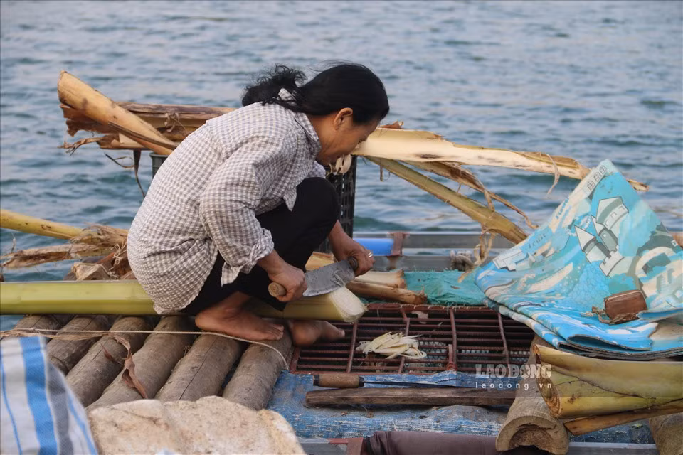 Bà Nguyễn Thị Hiên - người dân làng chài chia sẻ: “Ngoài việc dựa vào nguồn cá tự nhiên từ dòng sông Đà, chúng tôi còn tận dụng nguồn nước để nuôi thả lồng các loại cá để tăng thêm thu nhập. Gia đình tôi nuôi thêm cá chép và cá trắm cỏ, thức ăn cho chúng chỉ bằng cỏ và cây chuối nên thịt chắc và ngon, được nhiều người ưa chuộng". 