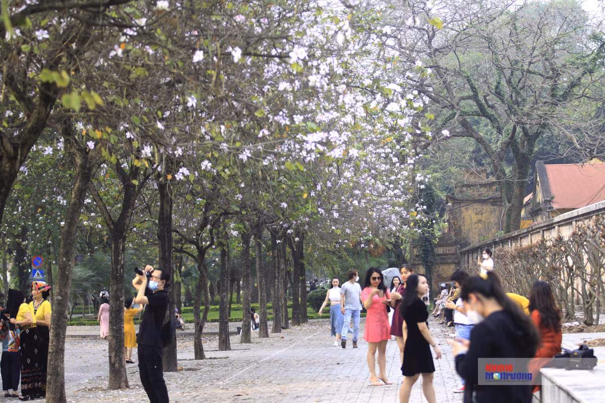 Nếu như phố Kim Mã có lá đỏ bằng lăng thì phố Bắc Sơn, Hoàng Diệu, đường Thanh Niên lại được phủ một góc trời hoa ban. Hàng cây của núi rừng Tây bắc khiến không ít người dân thủ đô xao xuyến.
