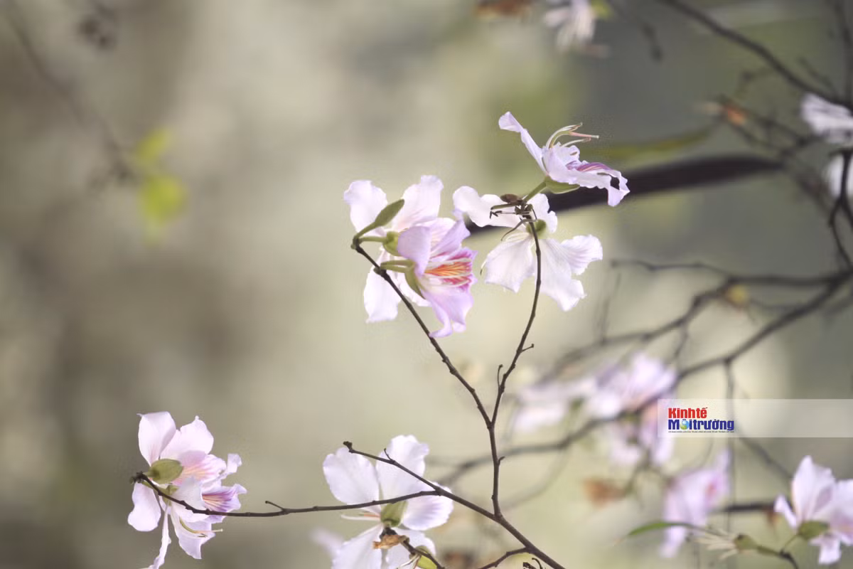 Mùa hoa ban tím ở Hà Nội thường bắt đầu từ tháng 2, tháng 3 hằng năm.