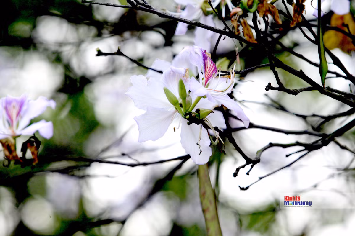 Hoa ban còn mang biểu tượng cho sự son sắt thủy chung. Tương truyền, vùng Tây Bắc có một người con gái tên Ban vì muốn giữ trọn tình yêu với người mình yêu nên đã chết ở vách núi. Nơi đó sau này mọc lên một loài cây ra hoa trắng muốt vào mùa xuân. Người dân liền đặt tên cho loài hoa đó là hoa ban, là biểu tượng cho tình yêu chung thủy.