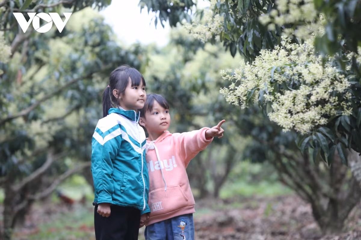 Các em bé người dân tộc Nùng ở xã Biên Sơn, huyện Lục Ngạn, chơi đùa trong vườn vải của gia đình. 