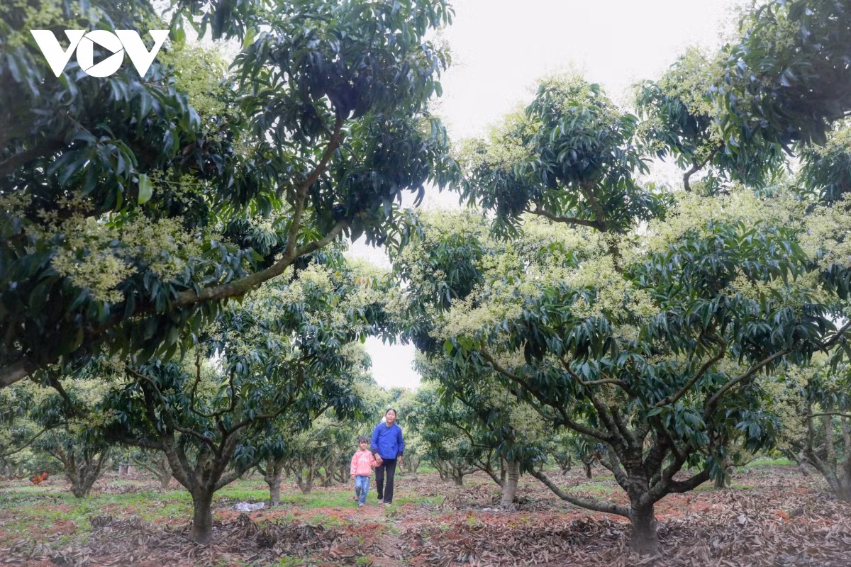 Theo các gia đình trồng vải huyện Lục Ngạn (Bắc Giang), thời gian qua, thời tiết có nhiều ngày lạnh sâu tạo điều kiện cho cây vải phân hóa mầm hoa cộng với vải được chăm sóc tốt giúp ra hoa đạt tỷ lệ cao, hiện đạt hơn 70%, trong đó diện tích vải sớm tỷ lệ ra hoa đạt khoảng 90%.