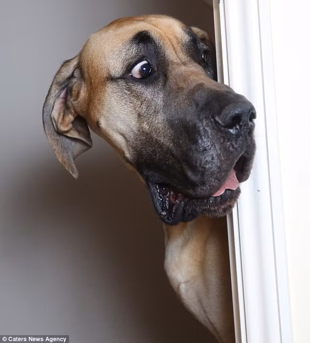 Presley là một chú chó giống Great Dane, được coi là giống chó cao nhất thế giới nhưng chú chó nhút nhát này không giống như đồng loại của mình, chú sợ sệt đủ mọi thứ từ túi nhựa, máy hút bụi đến cả những con chó nhỏ khác.