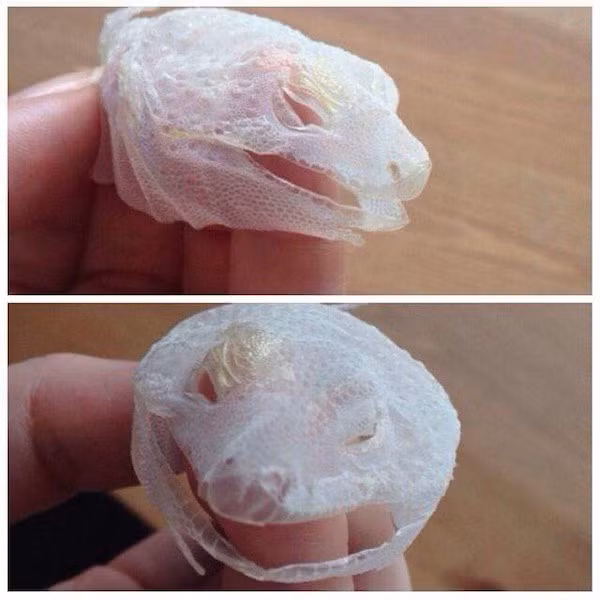 Bộ da mới lột hoàn chỉnh của một con thằn lằn.