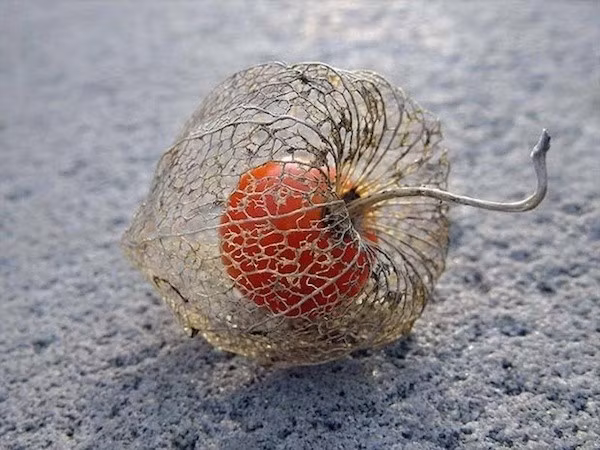 Bông đèn lồng ở Trung Quốc, một loài thực vật kỳ lạ nở hoa trong mùa đông và khô héo lụi tàn vào mùa xuân.