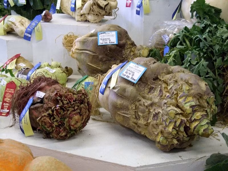 Củ cải Thụy Điển khổng lồ ở một hội chợ rau củ tại Alaska.